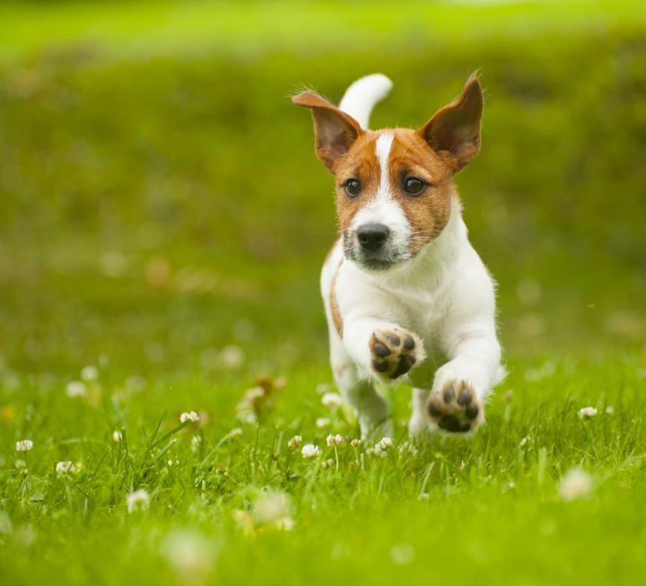 Jackrussell juoksee nurmikolla