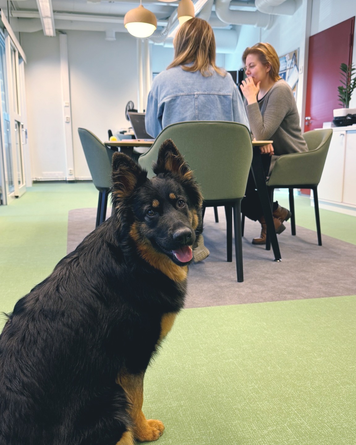Koira Kajaanin kaupungintalolla Koiranpäivänä