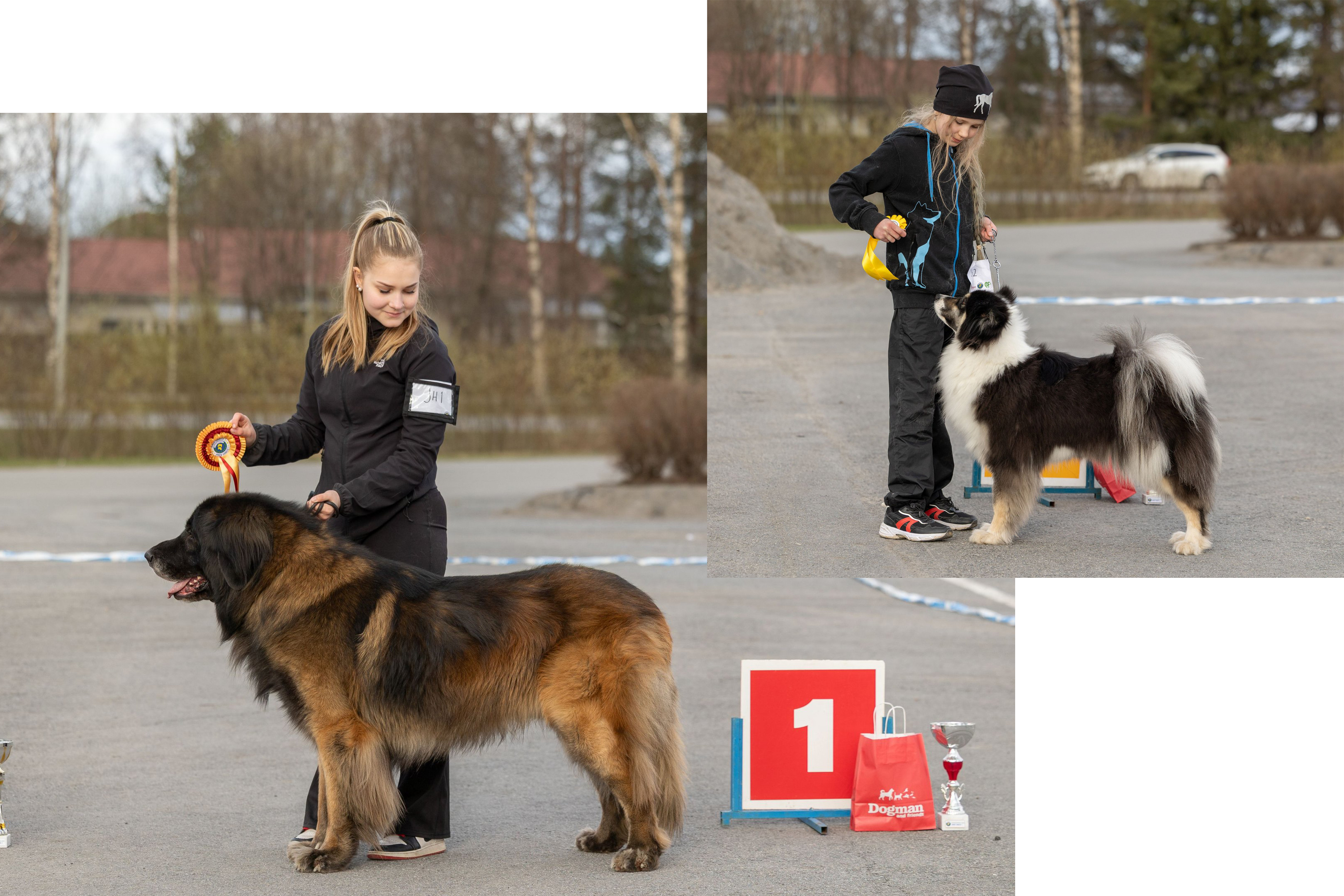 Nuoria esittämässä koiria junior handler -kilpailussa