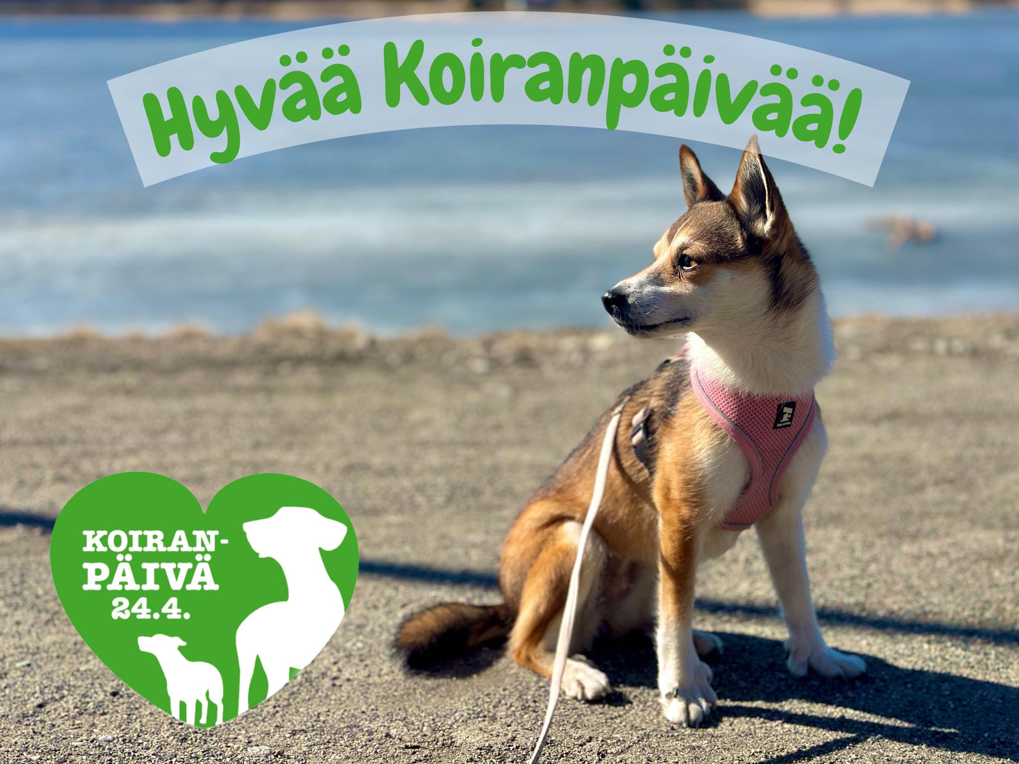 Suomen Lunnikoirayhdistys ry