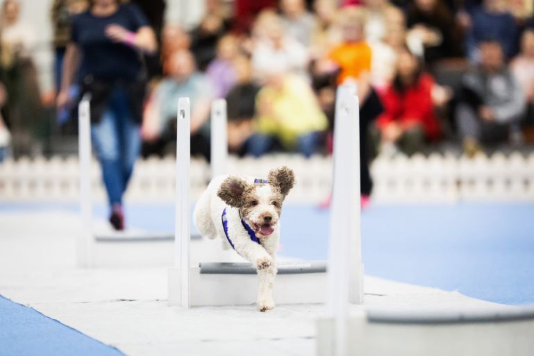 Lagotto flyball-harrastusnäytöksessä