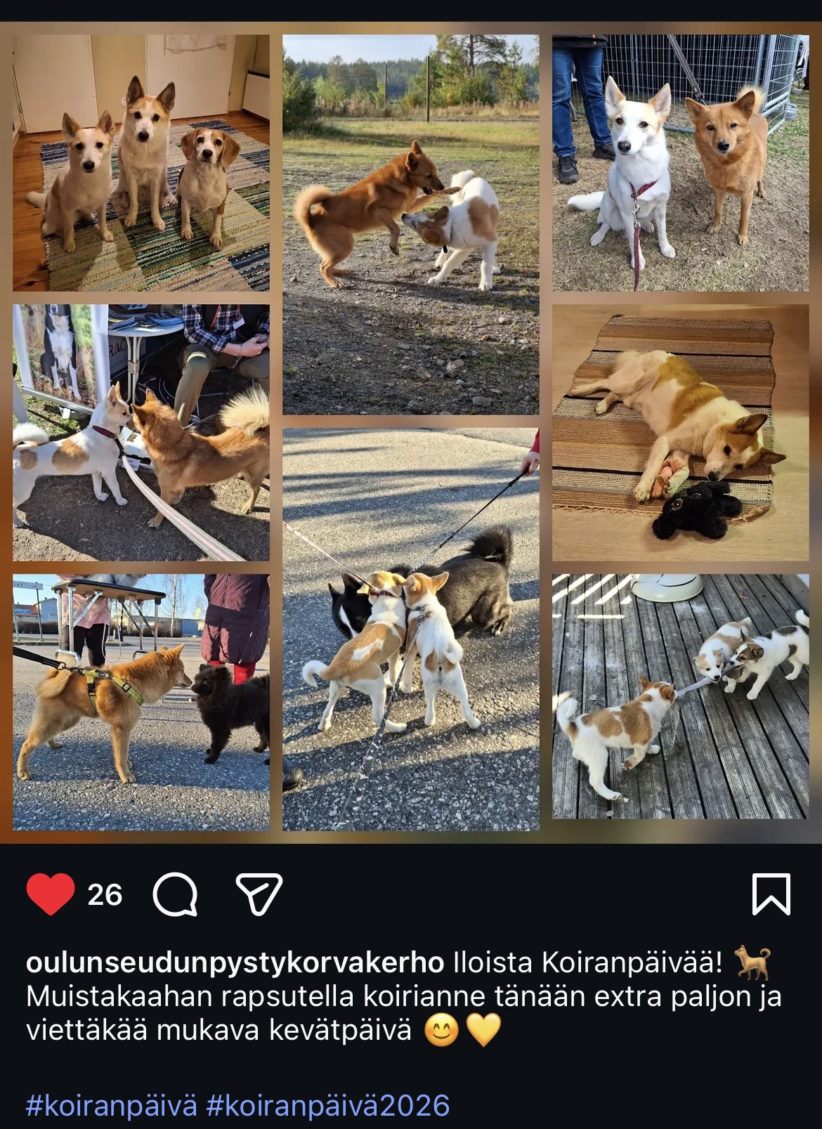 Kuvia Koiranpäivästä