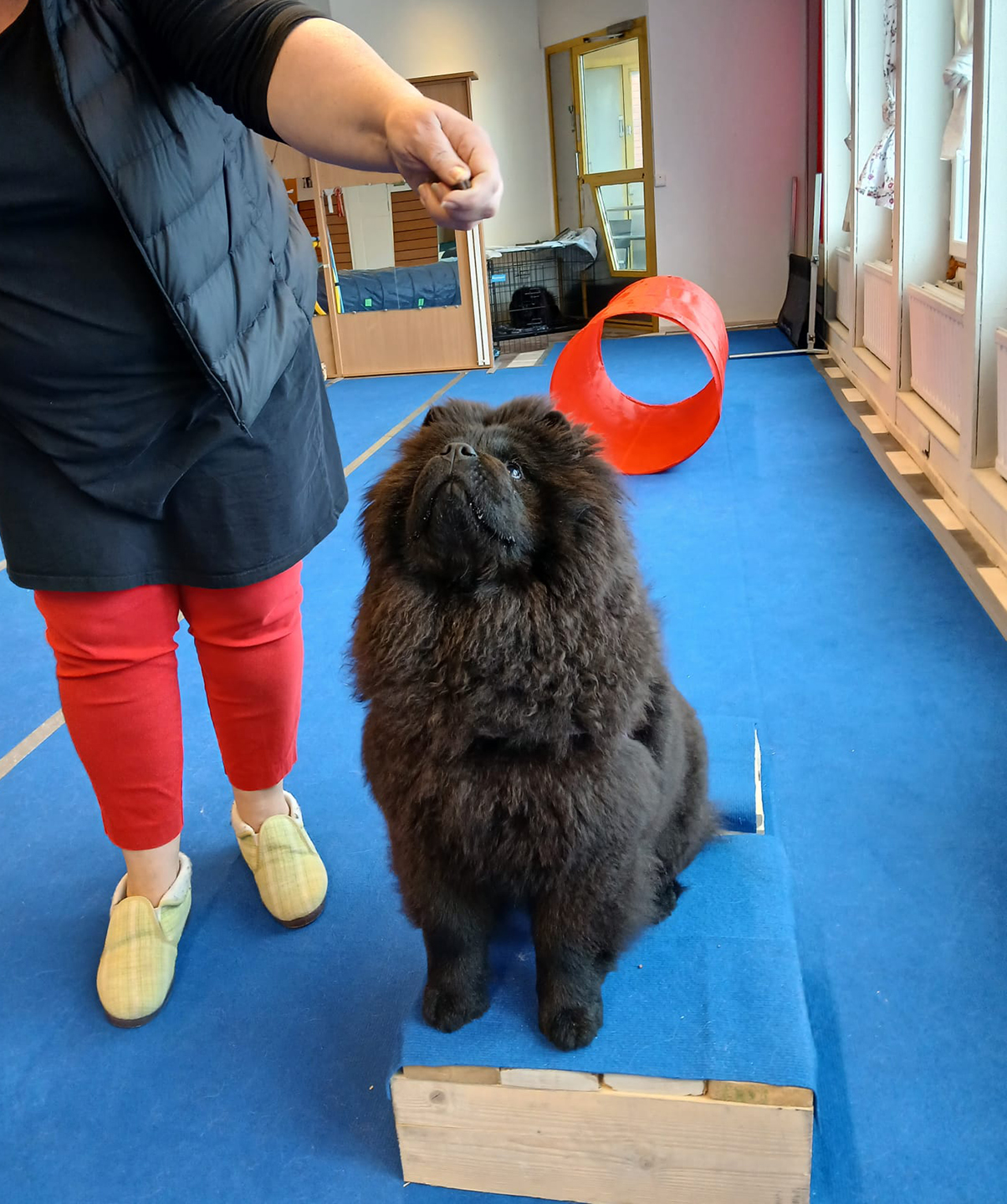 Chow chow istumassa omistajansa vieressä koirien temppuradalla.