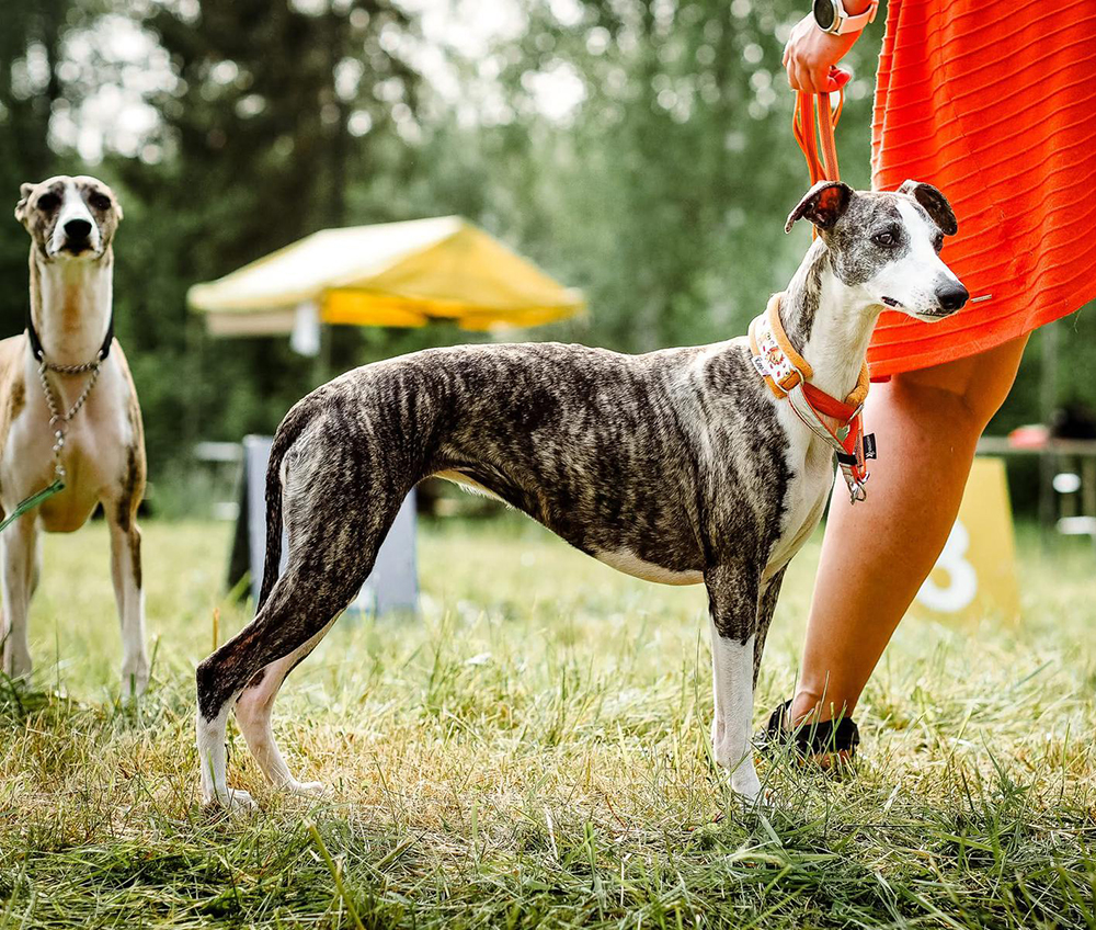 Whippet
