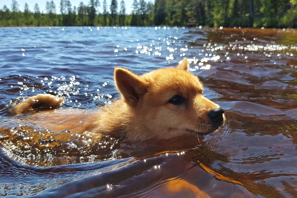 Suomenpystykorva uimassa