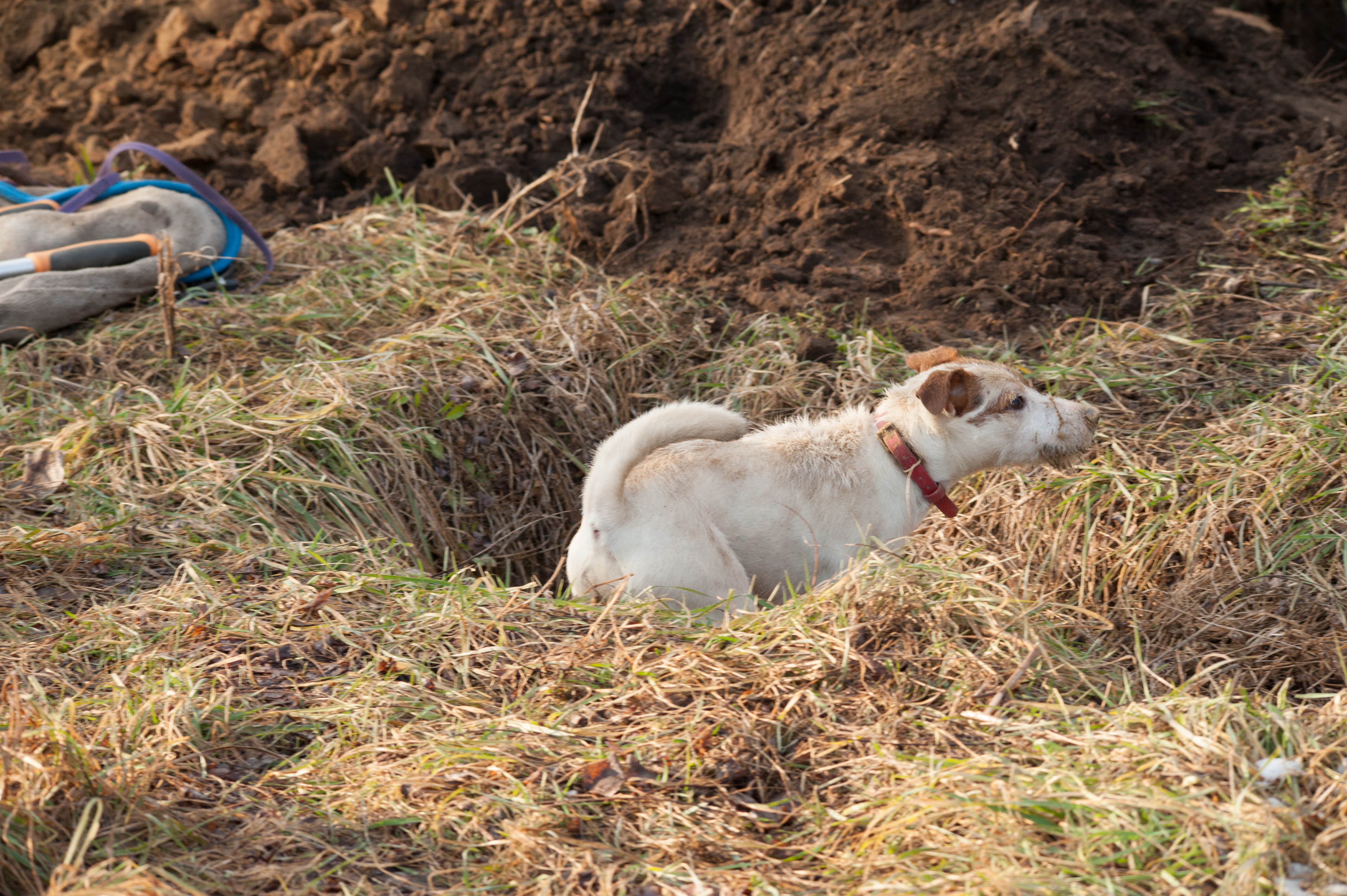 parsonjackrussellinterrieri on tullut maan alta pienpedon luolastosta pinnalle pellon laidassa