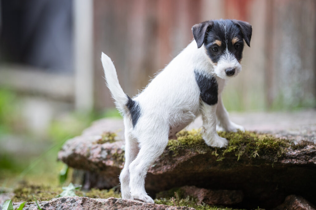 Jackrussellinterrierin pentu kiipeää kiviportaalle