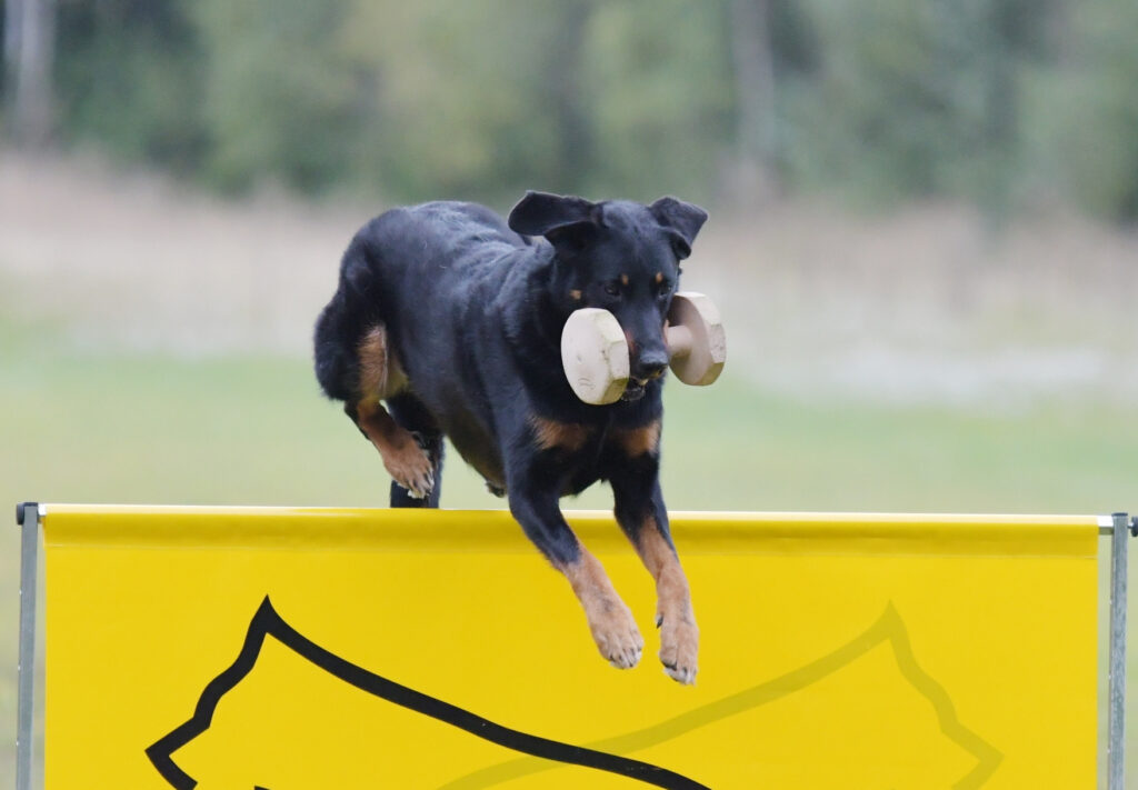 beauceron hyppää esteen yli noutokapula suussaan