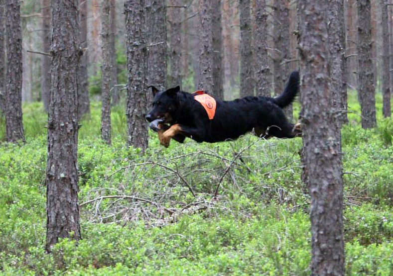 beauceron jouksee metsässä palveluskoirien viestikokeessa