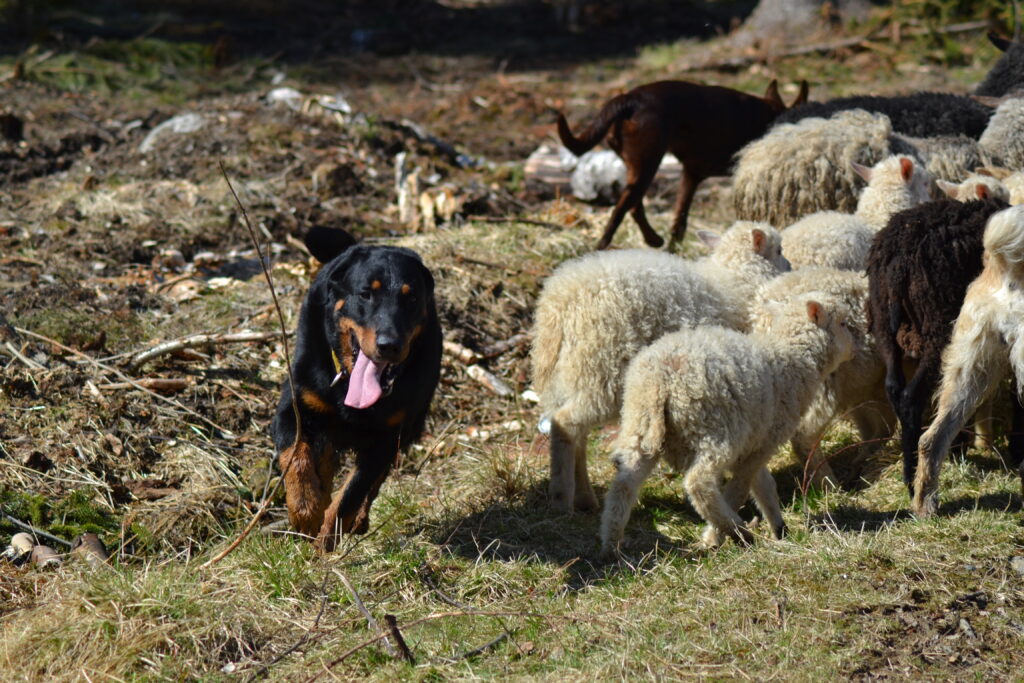 Beauceron paimentaa lampaita