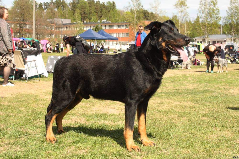 Beauceron seisoo nurmikolla