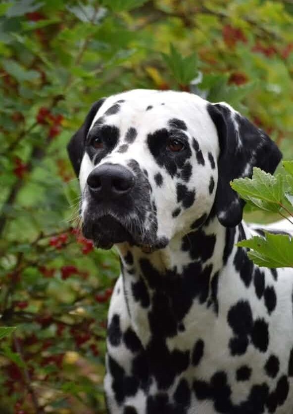 Dalmatiankoiran pääkuva