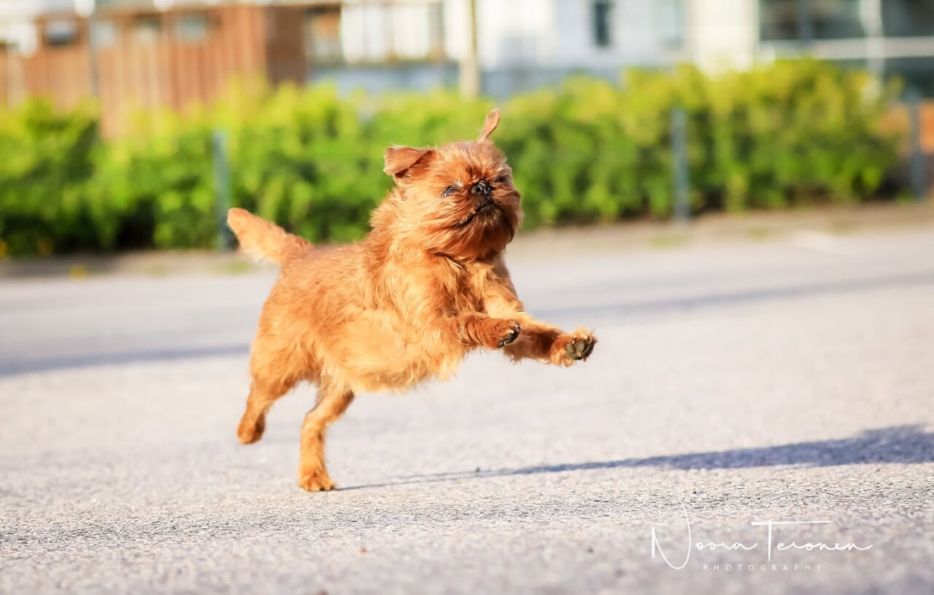 Griffon bruxellois juoksee pihakadulla.