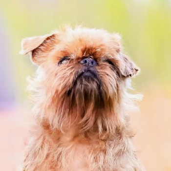 Griffon bruxellois lähikuvassa