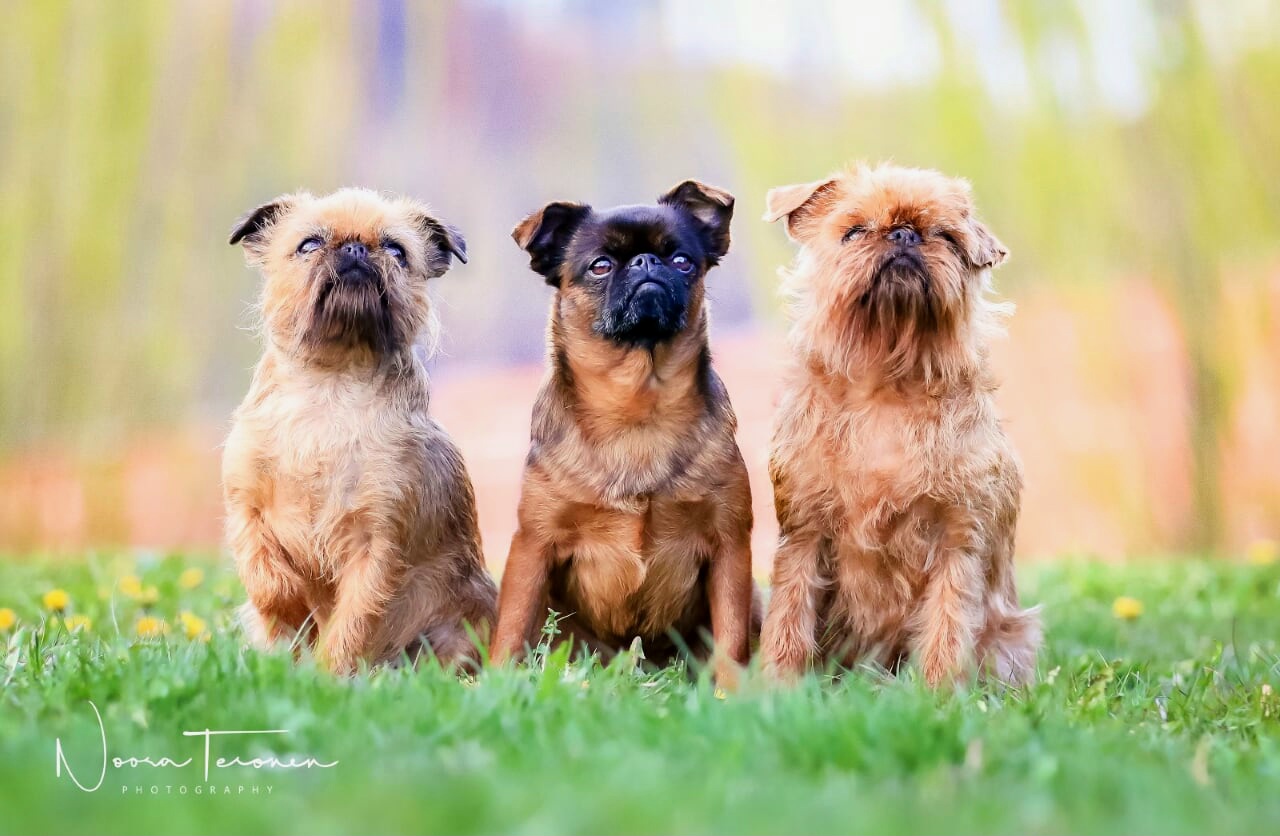 Kolme griffonia istuu vierekkäin nurmikolla, kaksi on griffon bruxelloisia ja yksi petit brabançon.
