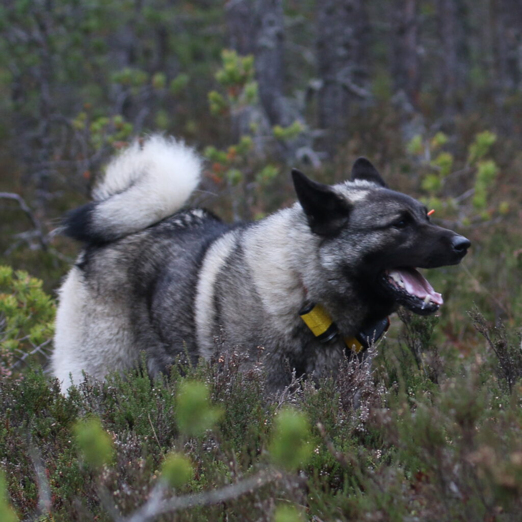Harmaa norjanhirvikoira metsässä tutkapanta kaulassaan