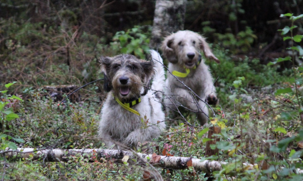 Kaksi grand basset griffon vendéeniä juoksee metsässä kuvaajaa kohti.