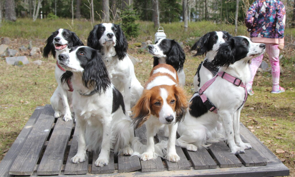 Kooikerhondjen roturisteytyspentue, jossa on emä ja seitsemän kooikerhondje-cockerspanieli-risteytyspentua.