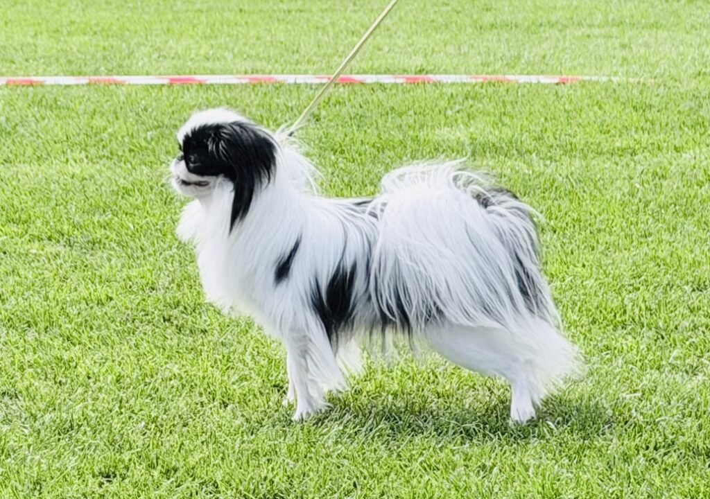 Japanese chin näyttelykehässä nurmikentällä