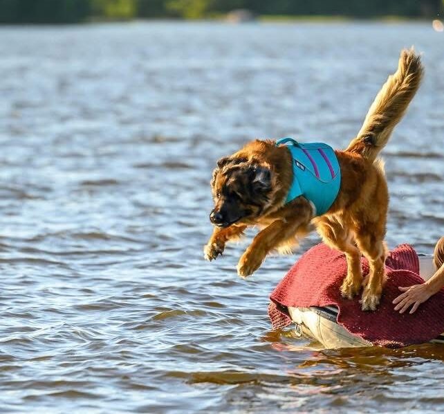 Leonberginkoira hyppää veneestä veteen vepe-harjoituksissa.