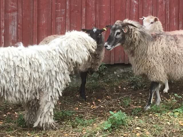 Komondor ja lammaslauma, koira nuuhkii yhtä lampaista.