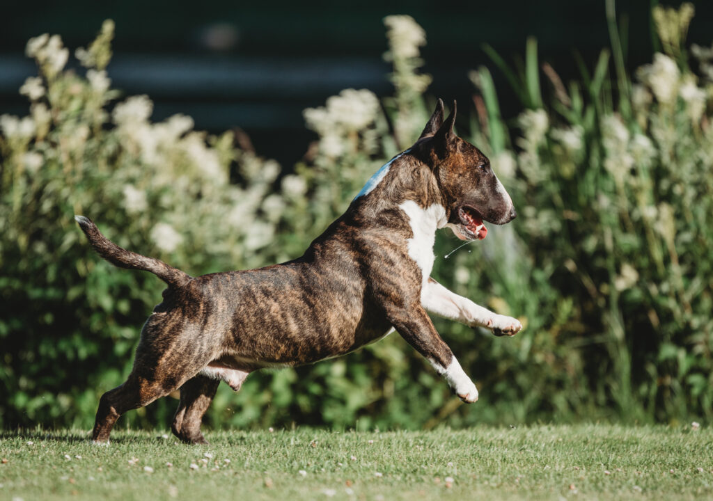 Tiikeriraitainen kääpiöbullterrieri juoksee ulkona