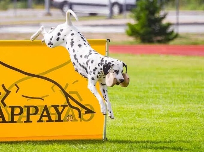 Dalmatiankoira hyppää esteen yli noutokapula suussaan