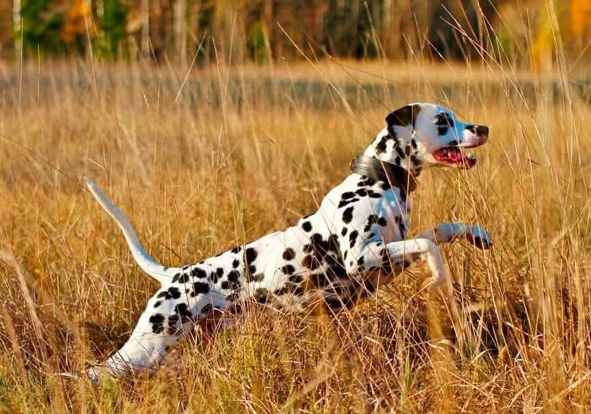 Dalmatiankoira loikkaa pitkässä syksyisessä heinikossa