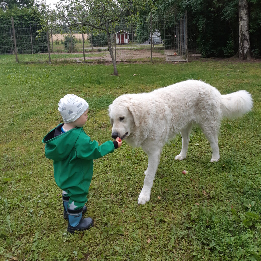 Kuvasz ja lapsi ulkona