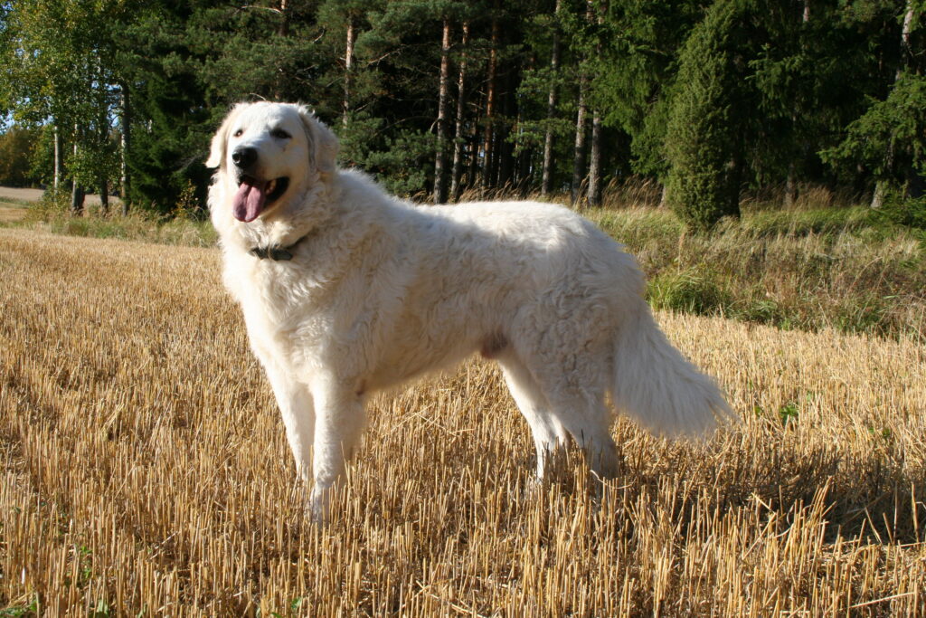 Kuvasz seisoo sänkipellolla