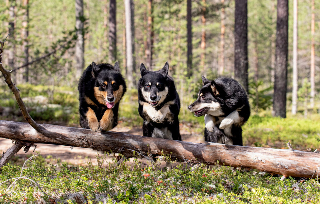 Kolme lapinporokoiraa hyppää tukin yli metsässä