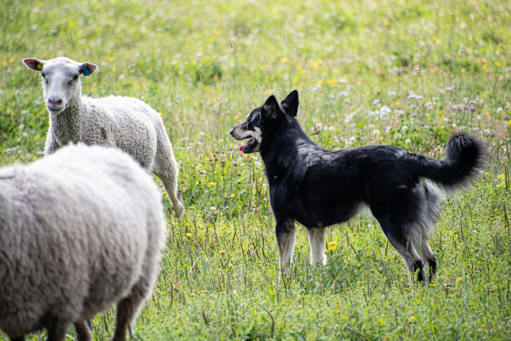 lapinporokoira paimentaa lampaita