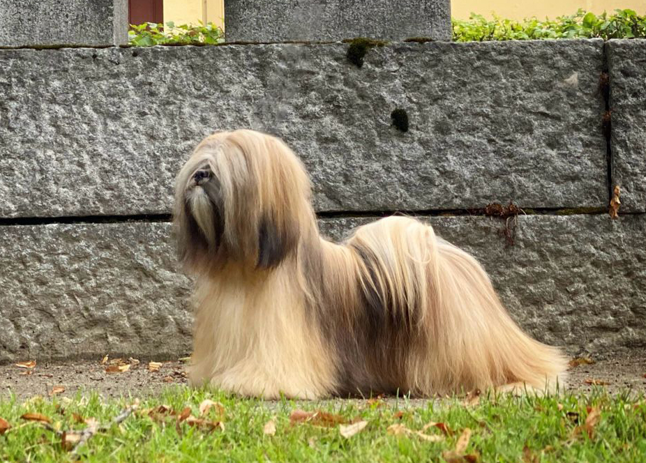 Näyttelyturkissa oleva ruskea lhasa apso poseeraa kivimuurin edessä
