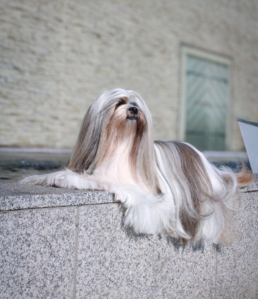 Pitkäturkkinen lhasa apso makaa arvokkaasti kivimuurin reunalla