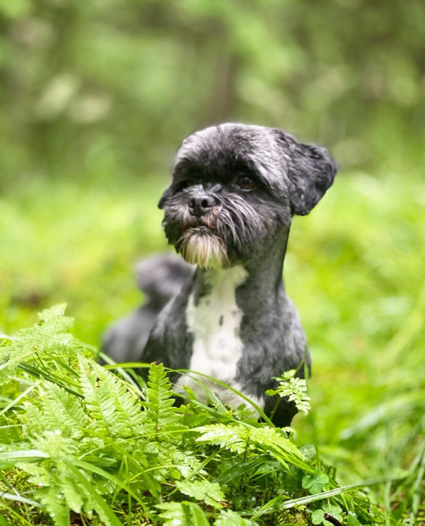 Lhasa apso jonka turkki on trimmattu aivan lyhyeksi