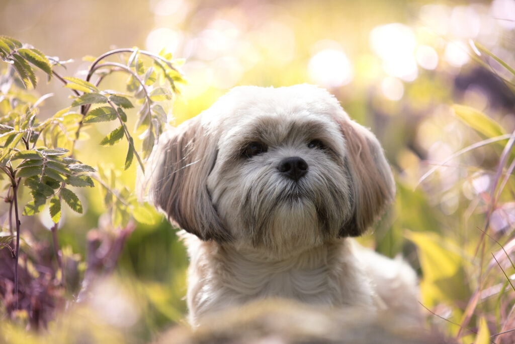 Lyhytturkkisemmaksi trimmattu lhasa apso valoisassa maastosssa