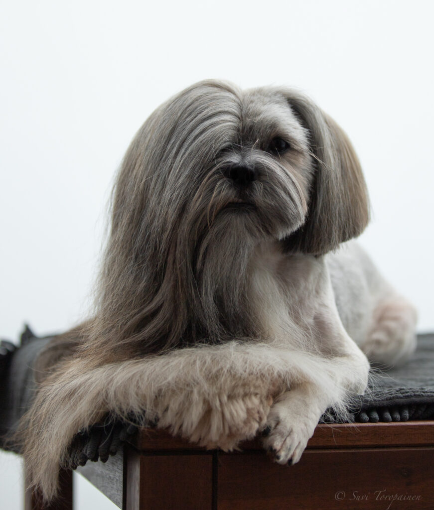 Lhasa apso trimmauspöydällä. Koiran toinen puoli on jo leikattu lyhyemmäksi, toiselta puolelta turkki on pitkä,