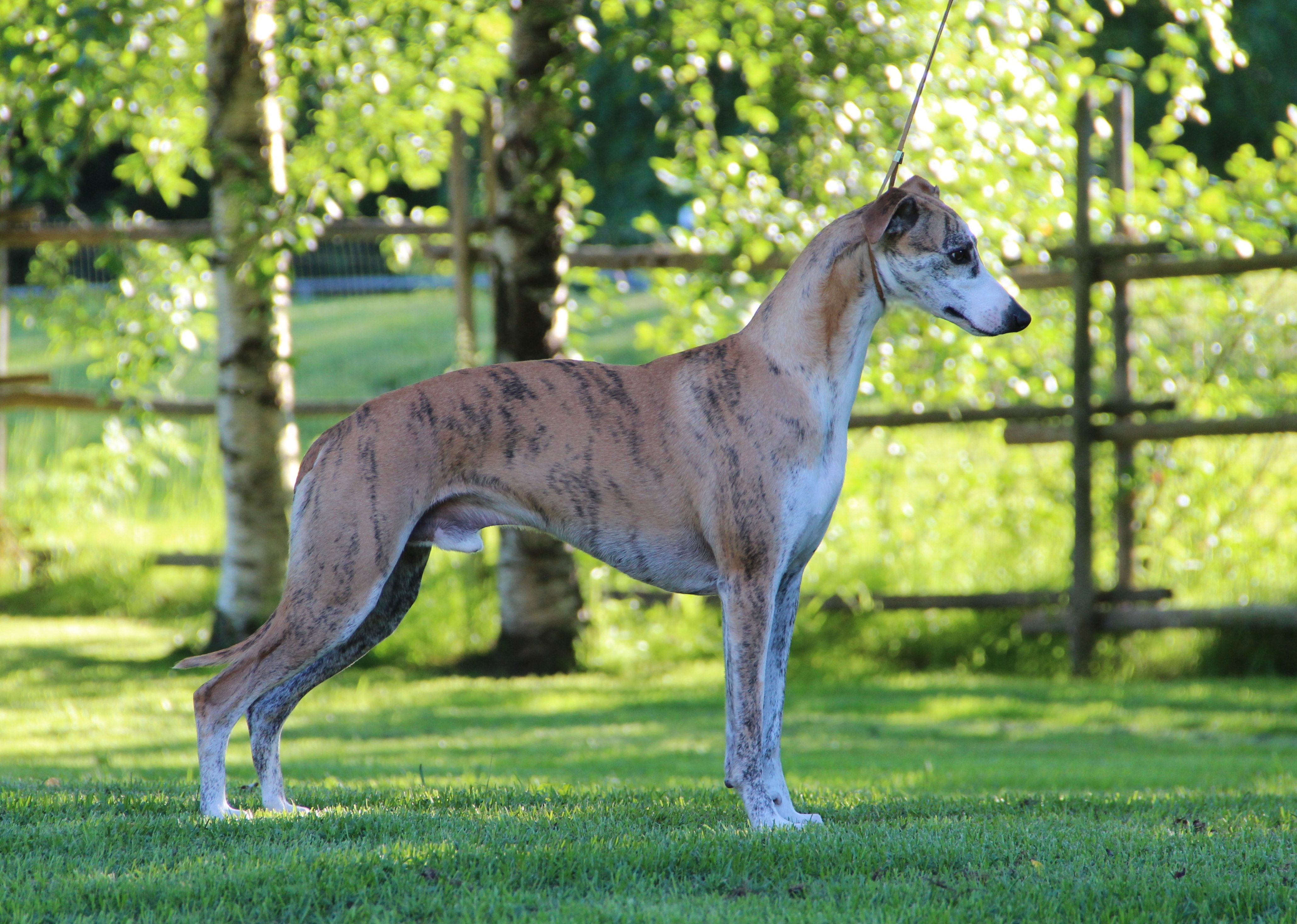whippet poseeraa näyttelyasennossa nurmikolla