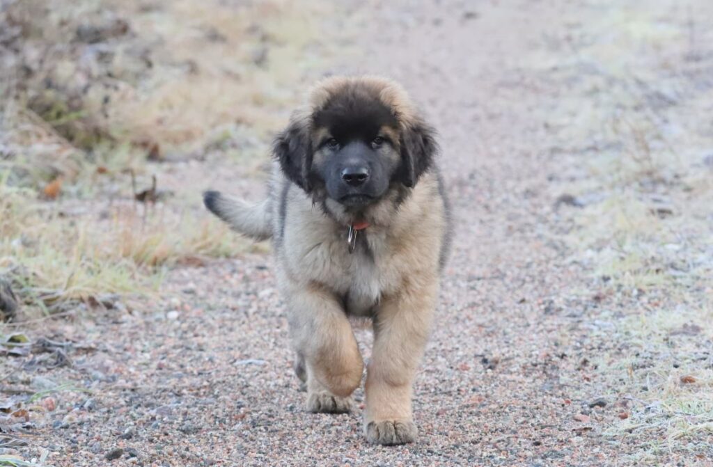 Leonberginkoiran pentu kävelee ulkona kohti kuvaajaa.
