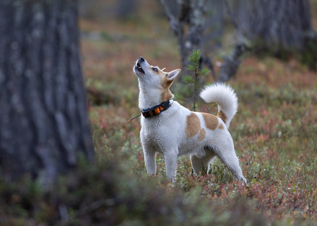 Pohjanpystykorva haukkuu puuhun metsässä