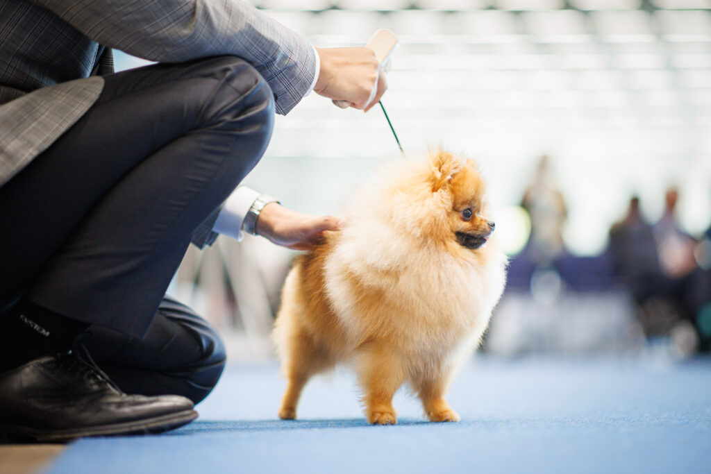 Pomeranian näyttelykehässä