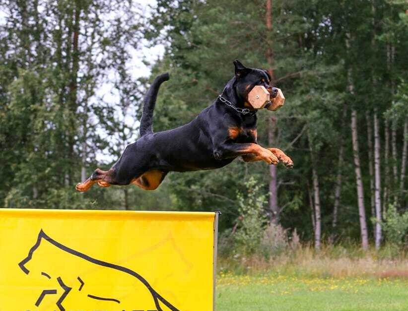 Rottweiler hyppää kulutuskentällä korkean esteen yli puinen noutokapula suussaan.