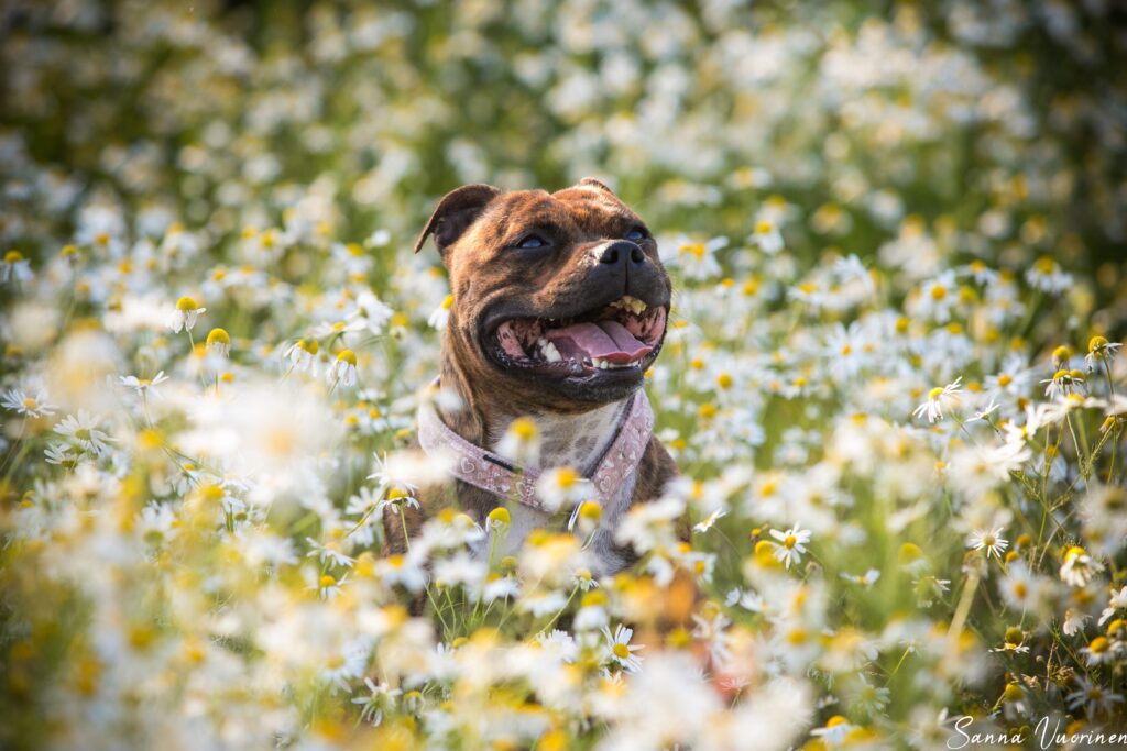 Staffordshirenbullterrieri istuu kukkakedossa,