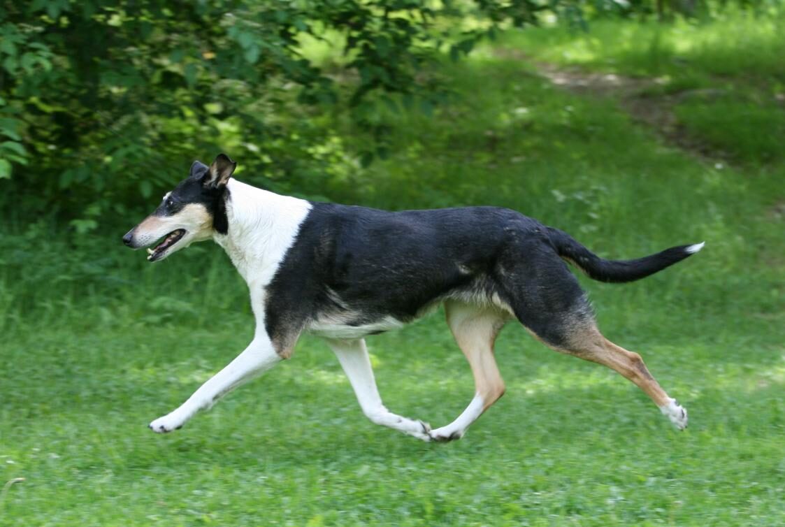 Tricolour-värinen sileäkarvainen collie ravaa pihanurmikolla.