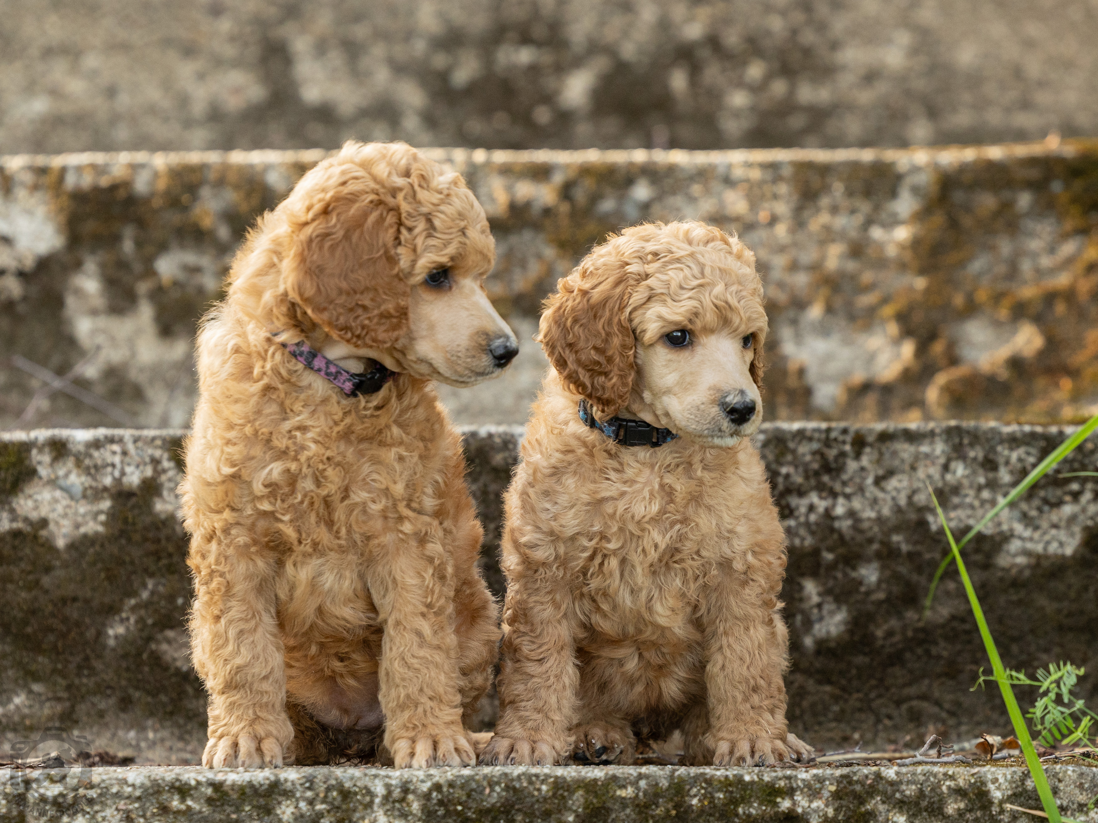 Kaksi ruskeaa villakoiraa istuu kiviportaalla