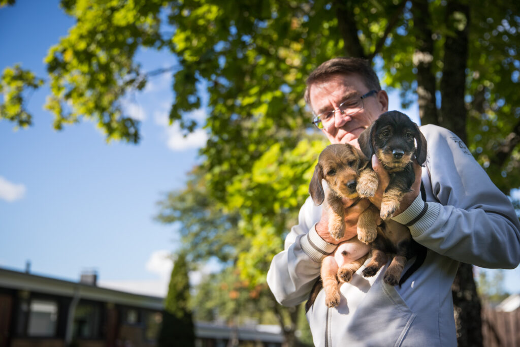Kasvattaja mäyräkoiranpentujen kanssa