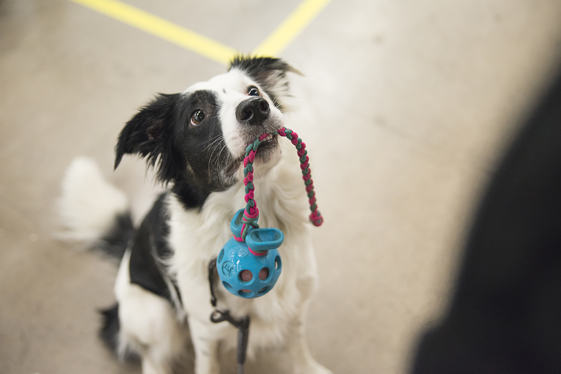 Bordercollie lelu suussa
