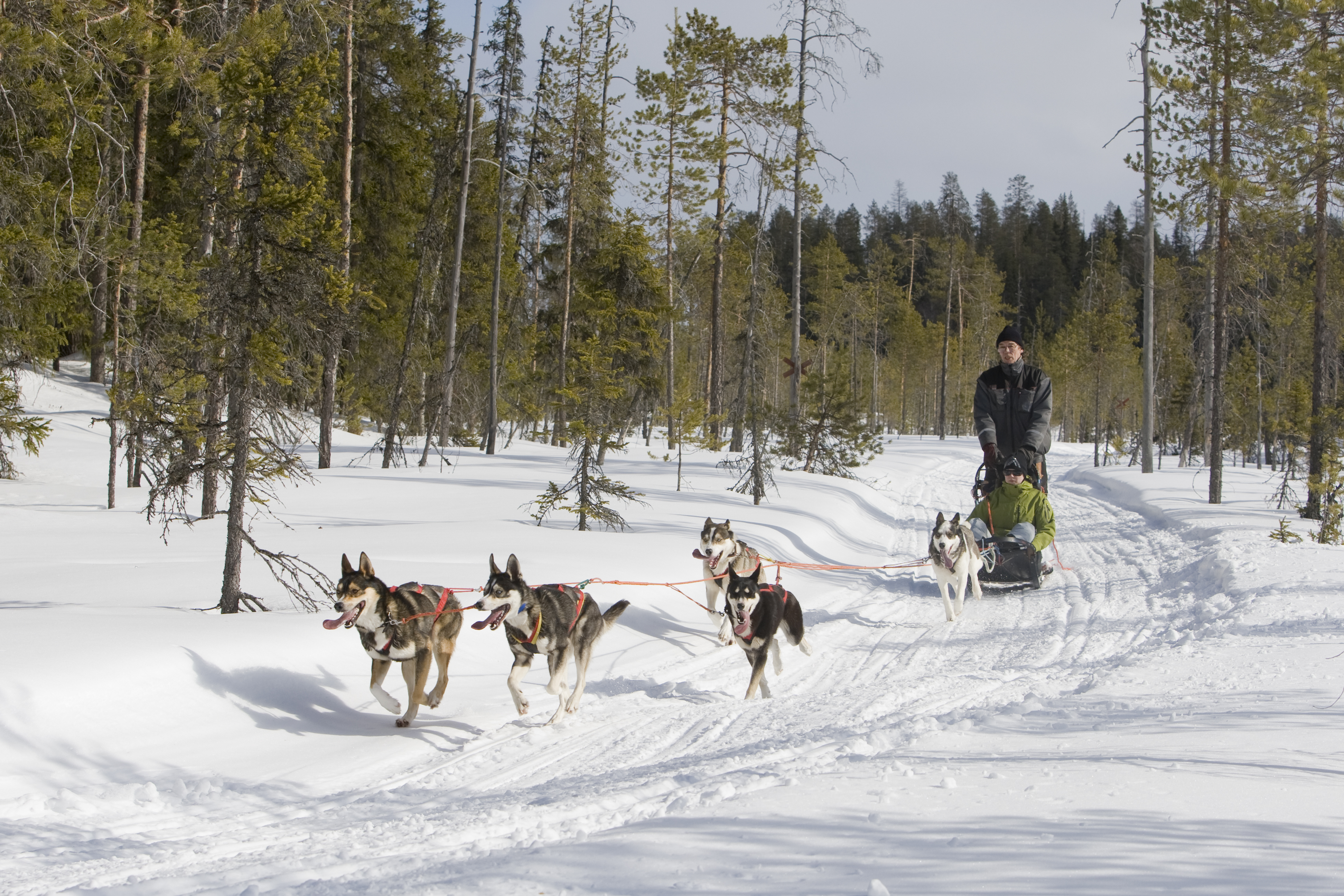 siperianhuskyjen vetämä koiravaljakko lumisessa maastossa