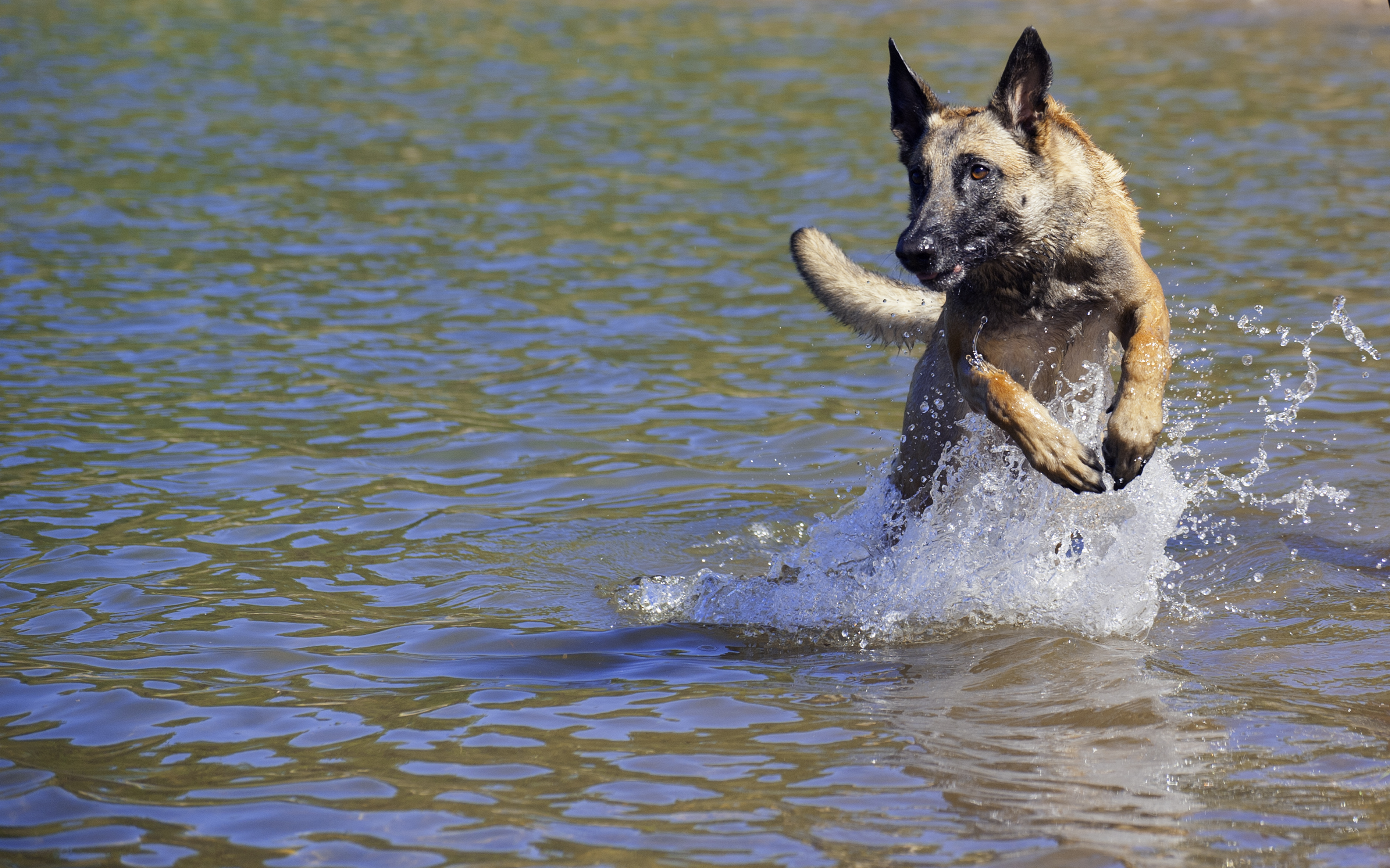 Belgianpaimenkoira malinois
