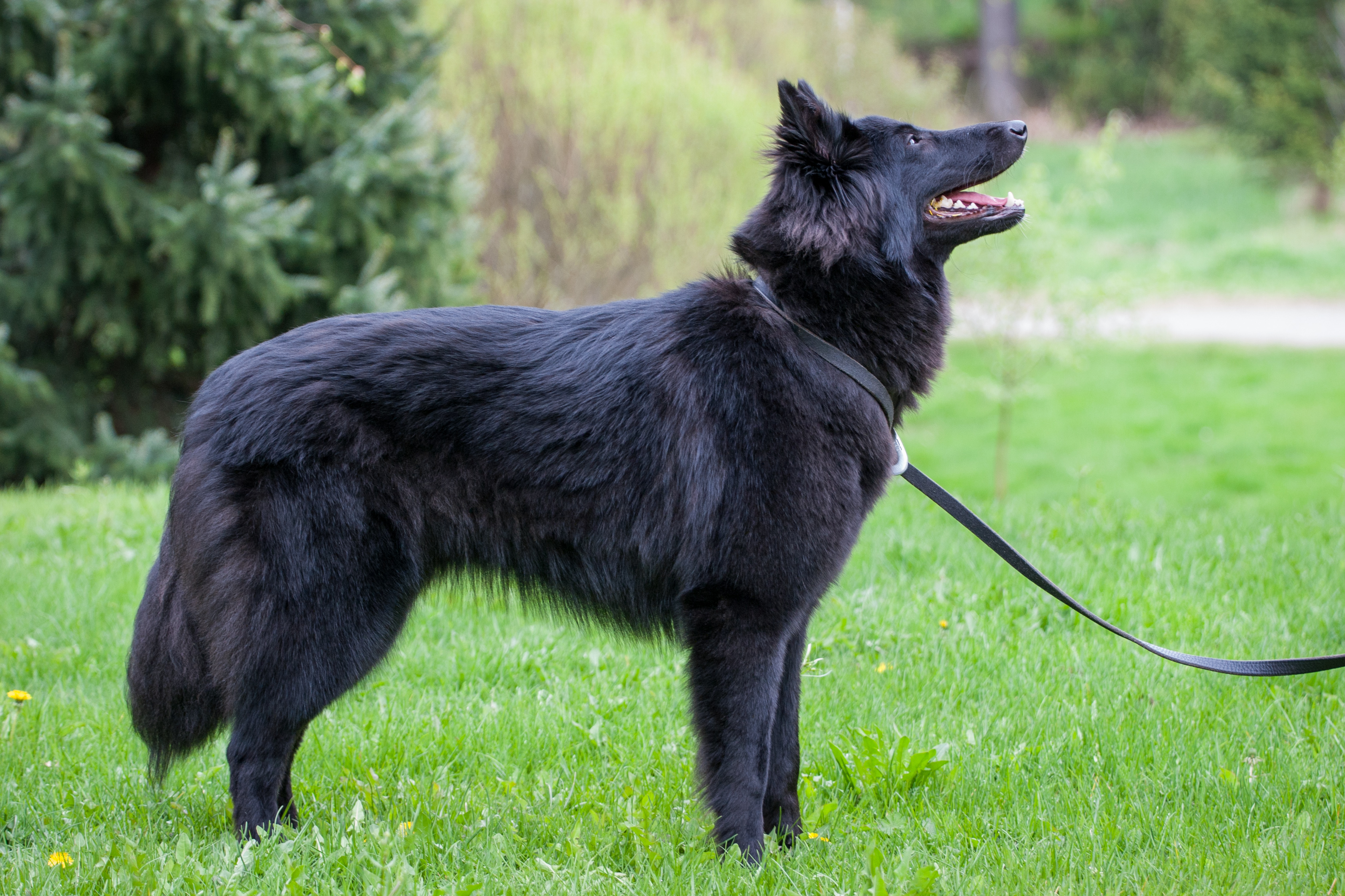 Belgianpaimenkoira malinois